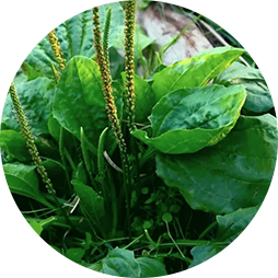 Экстракт шелухи семян Подорожника