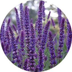 Экстракт корней Шалфея краснокорневищного